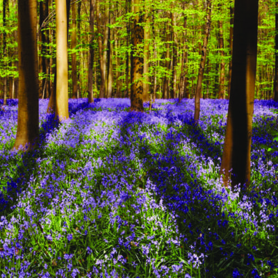 Lovely Lavender