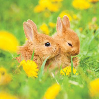 Bunny meadow